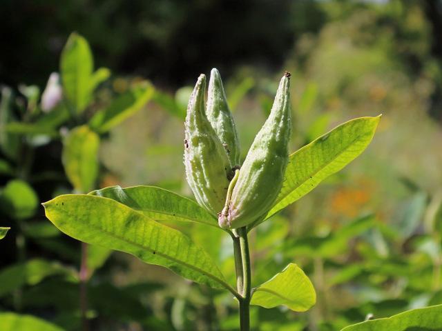 Photo of Common Milkweed (Asclepias syriaca) uploaded by RuuddeBlock