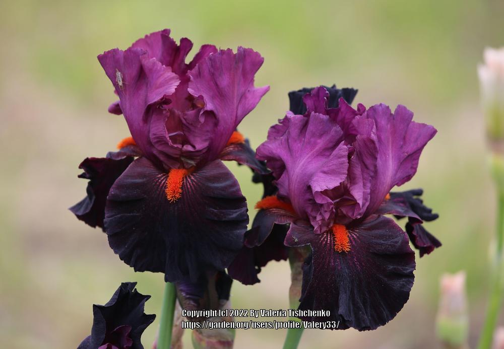 Photo of Tall Bearded Iris (Iris 'Fiery Temper') uploaded by Valery33