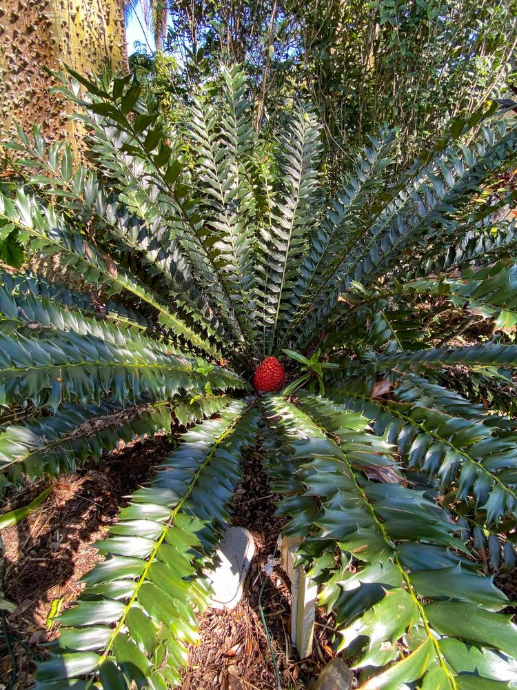 Photo of Holly-Leaved Cycad (Encephalartos ferox) uploaded by sunkissed