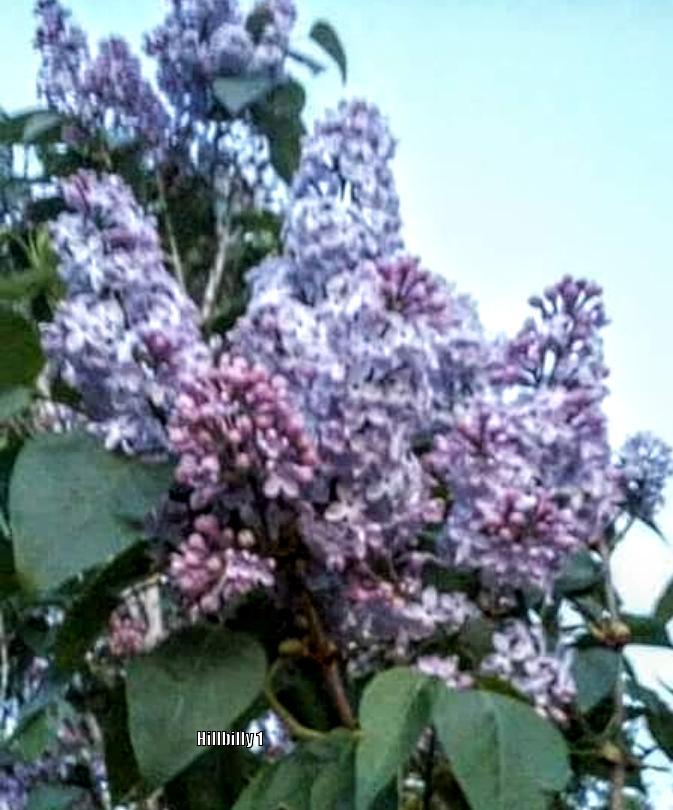 Photo of Common Lilac (Syringa vulgaris) uploaded by HoodLily