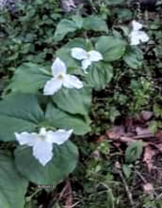 Photo of Great White Trillium (Trillium grandiflorum) uploaded by HoodLily