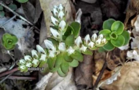 Photo of Woodland Stonecrop (Sedum ternatum) uploaded by HoodLily