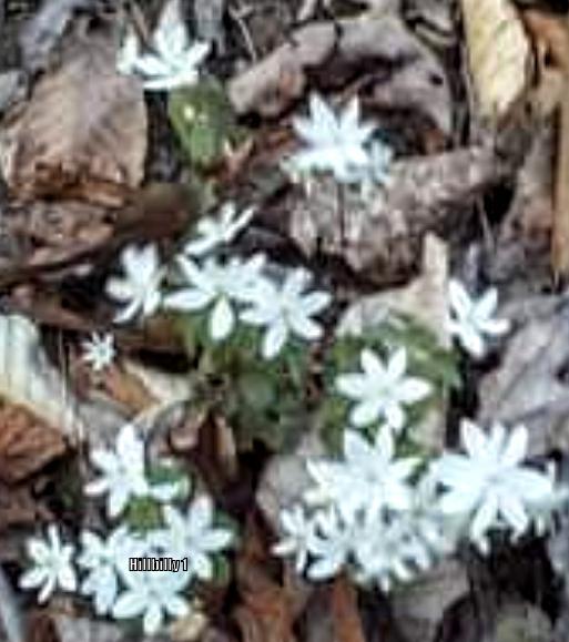 Photo of Rue Anemone (Thalictrum thalictroides) uploaded by HoodLily