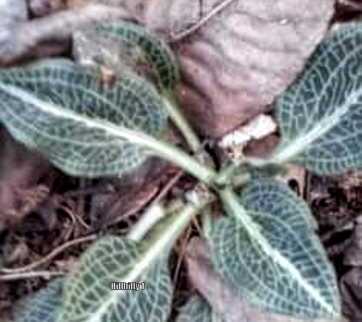 Photo of Downy Rattlesnake Plantain (Goodyera pubescens) uploaded by HoodLily