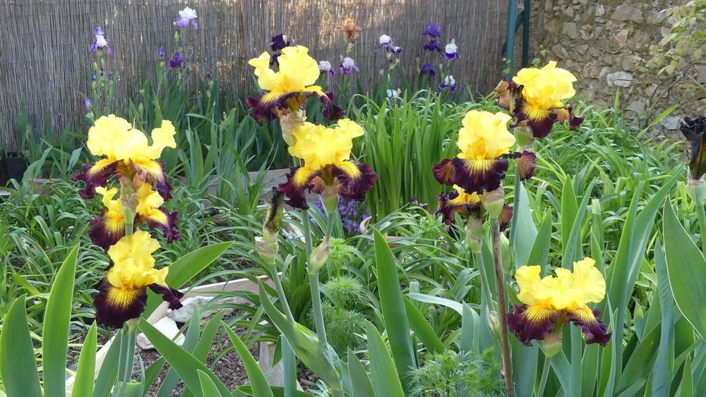 Photo of Tall Bearded Iris (Iris 'Snapshot') uploaded by hemeroca7