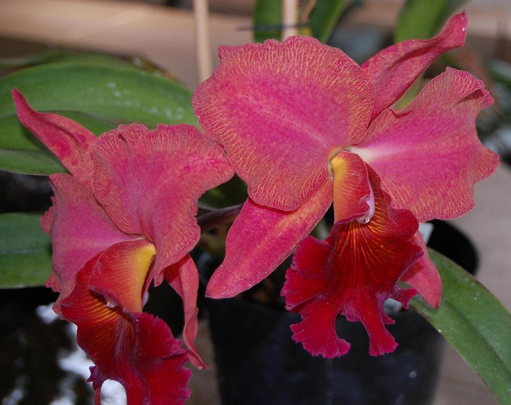 Photo of Orchid (Cattleya) uploaded by purpleinopp