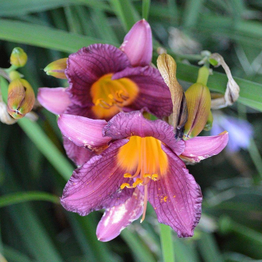 Photo of Daylily (Hemerocallis 'Purple De Oro') uploaded by DuluthDaylily