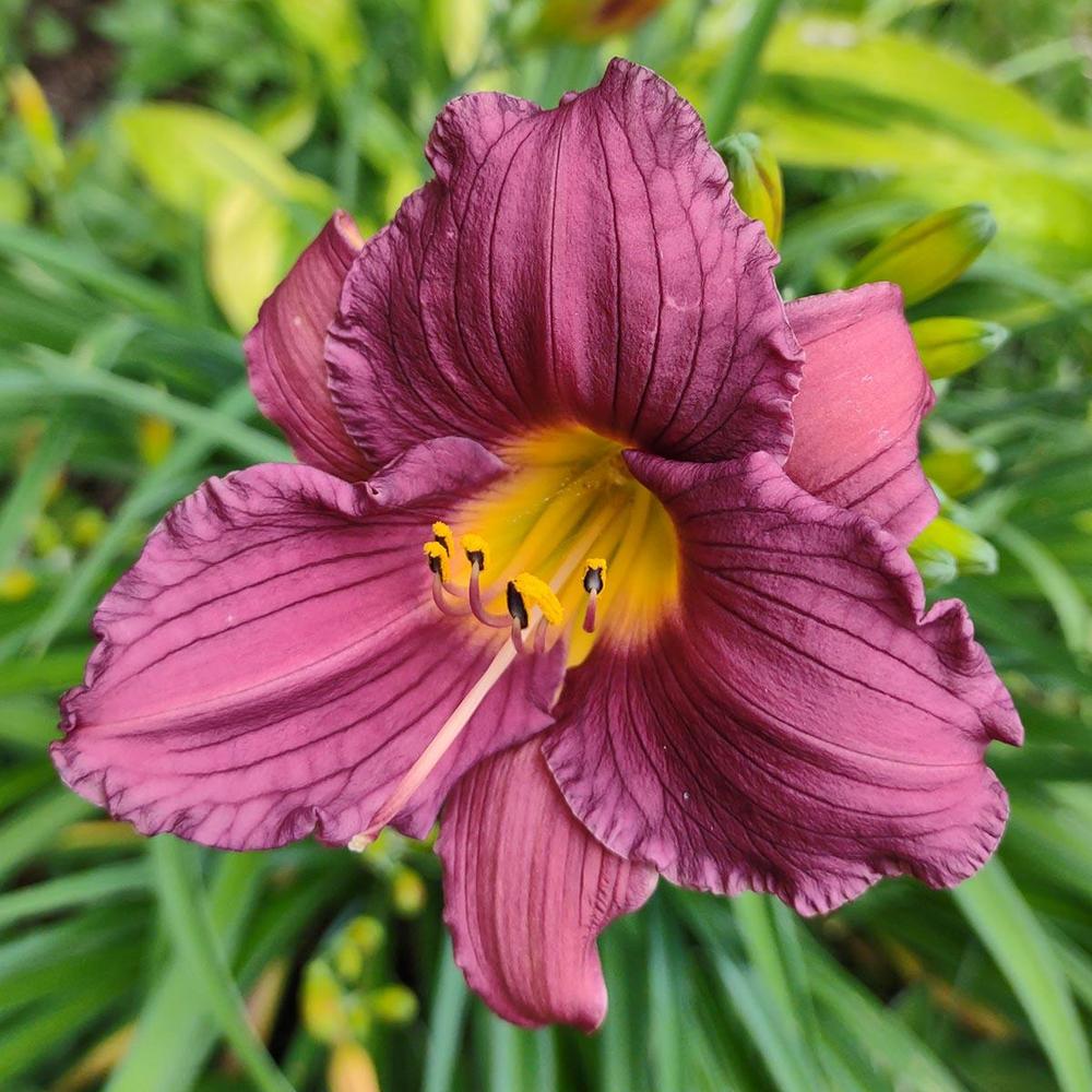Photo of Daylily (Hemerocallis 'Purple De Oro') uploaded by DuluthDaylily