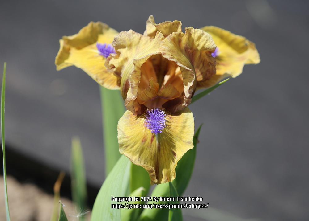 Photo of Standard Dwarf Bearded Iris (Iris 'Aladdin's Flame') uploaded by Valery33