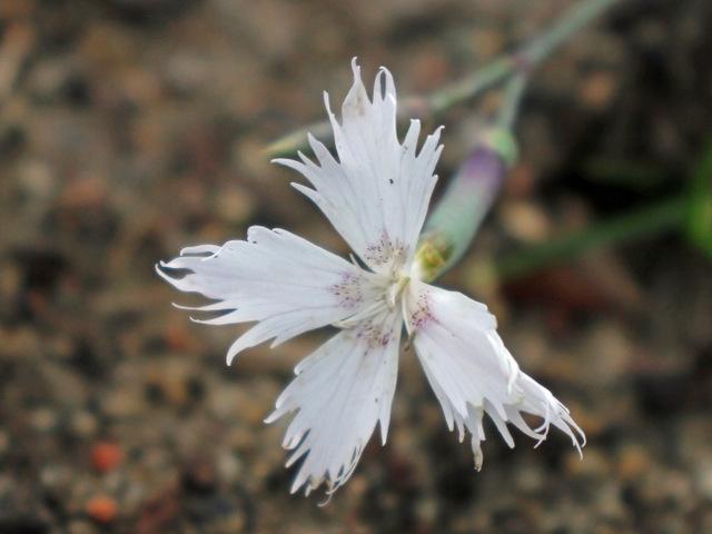 Photo of Sand Pink (Dianthus arenarius) uploaded by RuuddeBlock