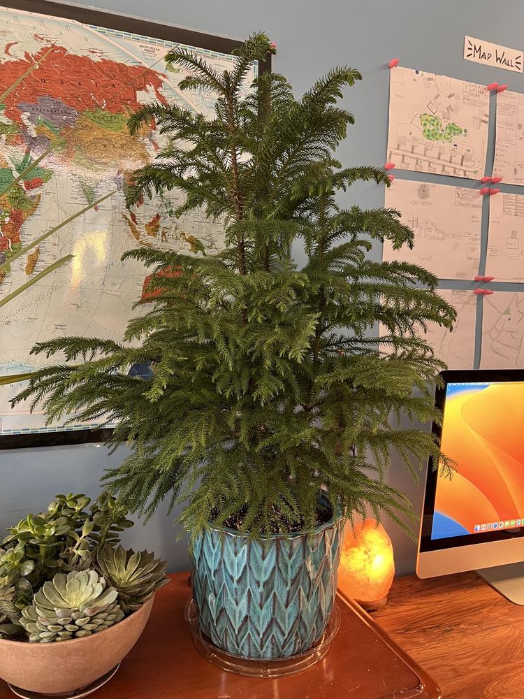 Photo of Norfolk Island Pine (Araucaria heterophylla) uploaded by TheCreekKid
