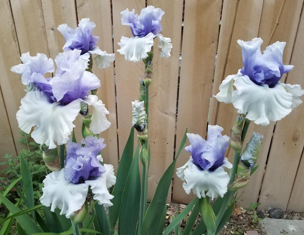 Photo of Tall Bearded Iris (Iris 'Wintry Sky') uploaded by ldenton9