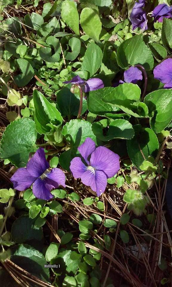 Photo of Common Blue Violet (Viola sororia) uploaded by HoodLily