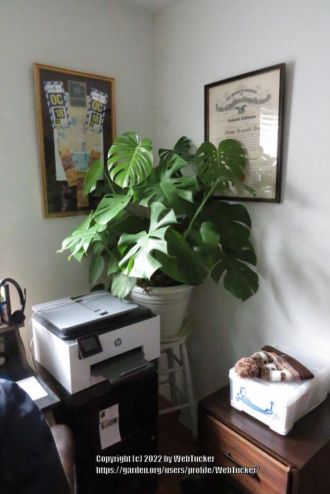 Photo of Split-Leaf Philodendron (Monstera deliciosa) uploaded by WebTucker