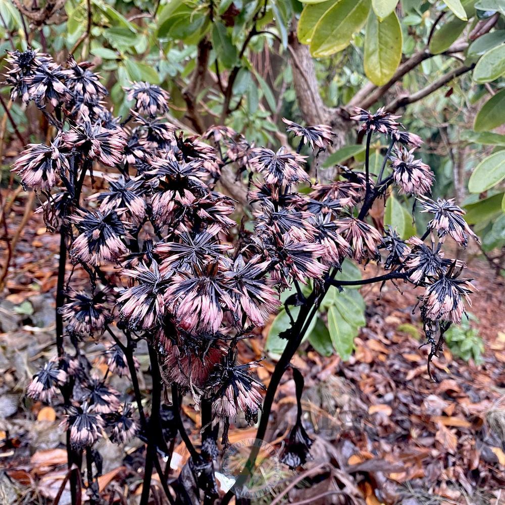 Photo of Ligularias (Ligularia) uploaded by springcolor
