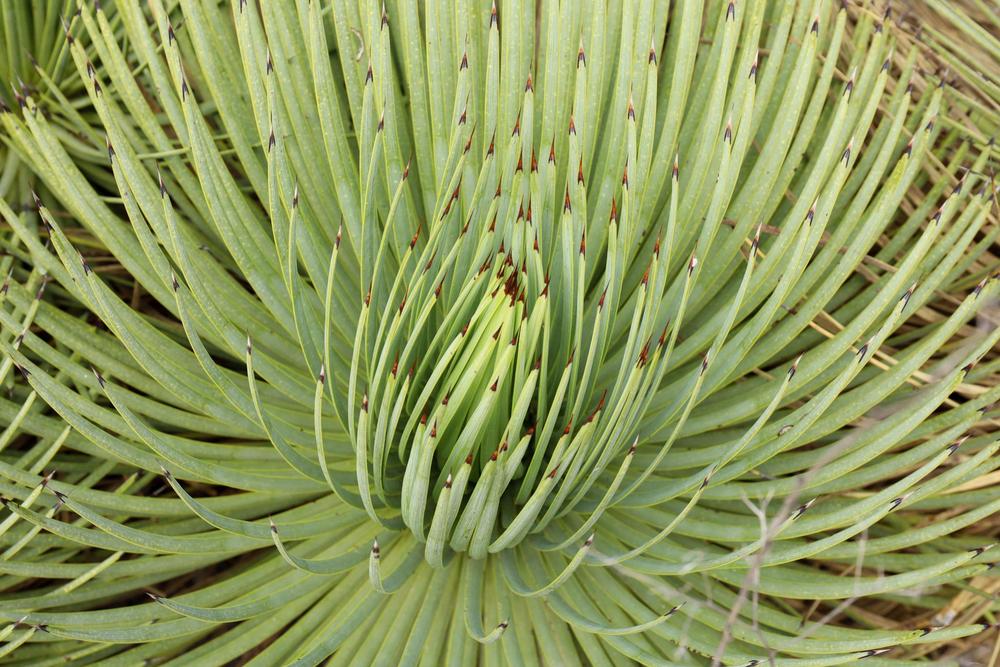 Photo of Hedgehog Agave (Agave stricta) uploaded by Baja_Costero