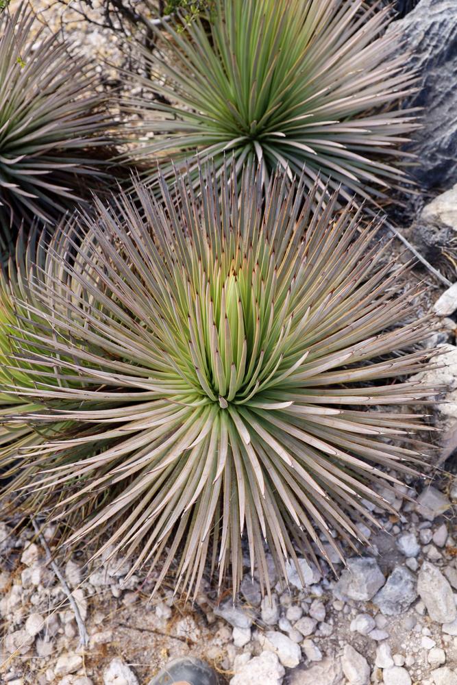 Photo of Hedgehog Agave (Agave stricta) uploaded by Baja_Costero
