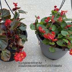 Location: My garden in Tampa, Florida
Date: 2022-12-11
My clearance rescues, wax begonias.