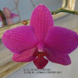 Location: Winston-Salem, North Carolina (house plant)
Date: December 5, 2022
Moth orchid #142 nn; LHB p. 314, 32-33-? "Greek for 'moth-like'."