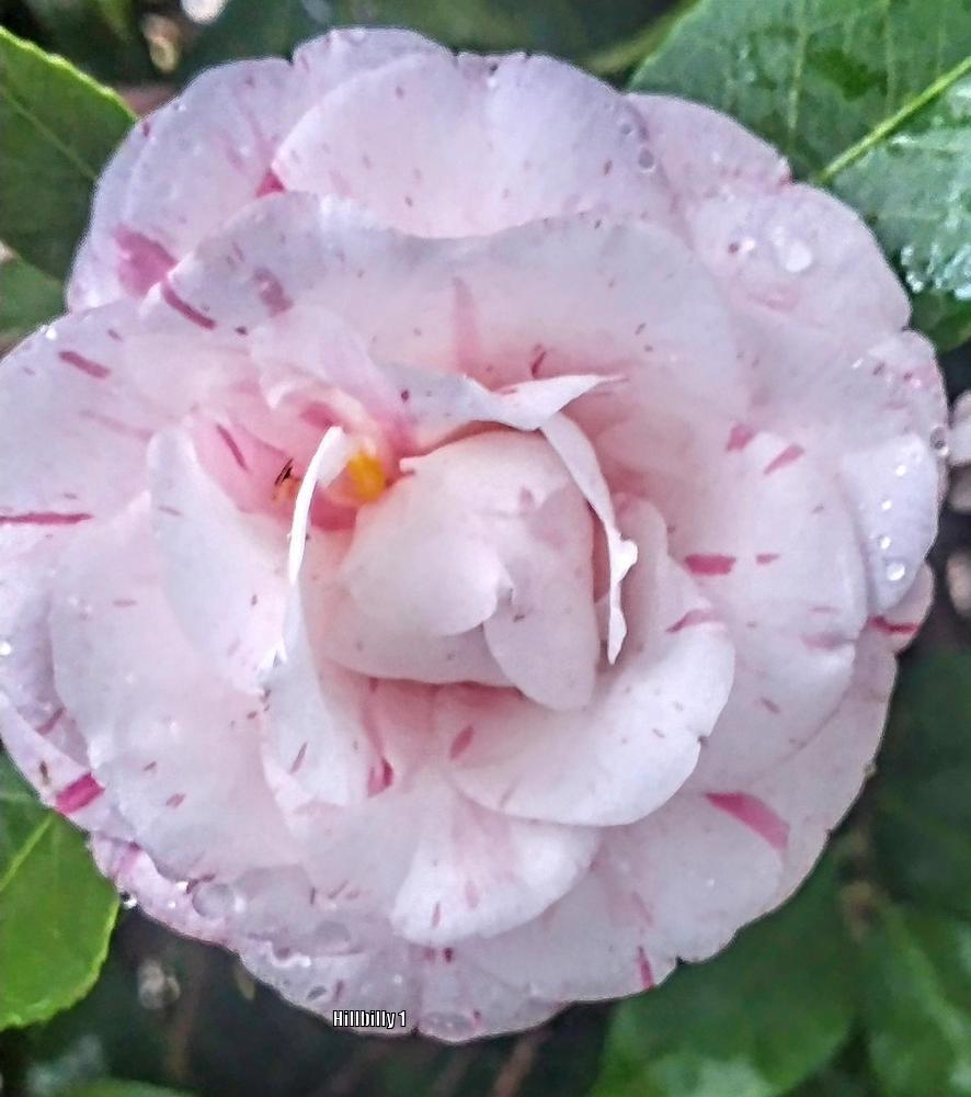 Photo of Camellias (Camellia) uploaded by HoodLily