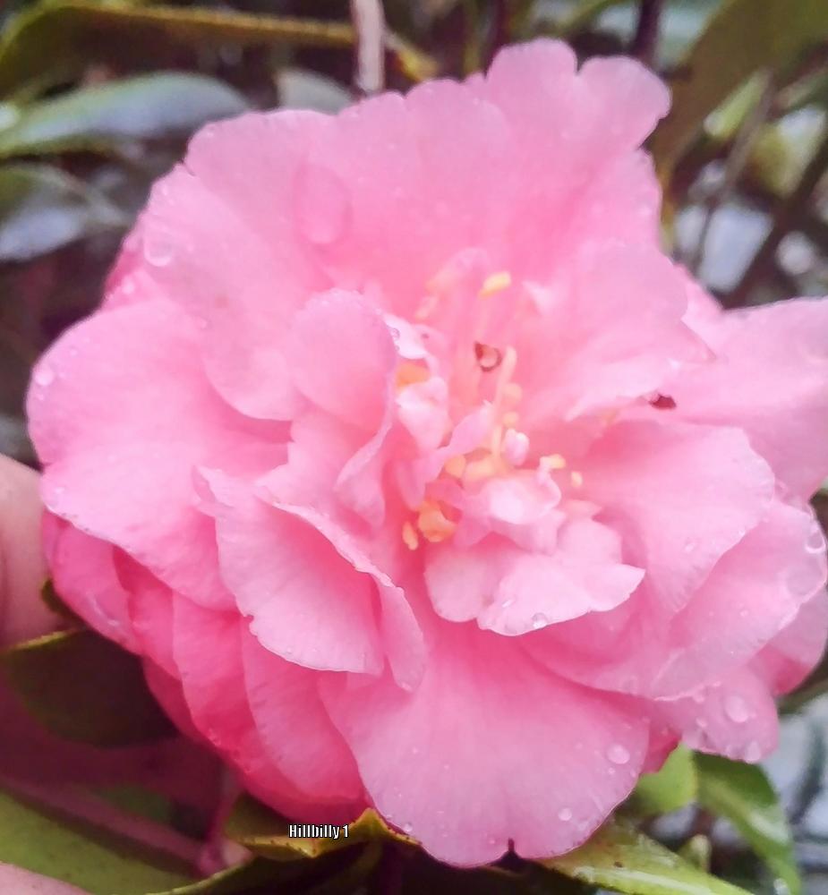 Photo of Camellias (Camellia) uploaded by HoodLily