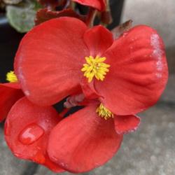 Location: My garden in Tampa, Florida
Date: 2022-12-11
My clearance rescue begonia’s blooms.