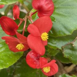 Location: My garden in Tampa, Florida
Date: 2022-12-11
My clearance rescue begonia’s blooms.