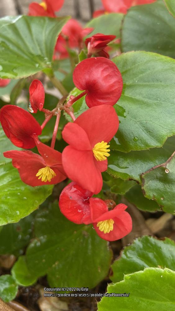 Photo of Wax Begonia (Begonia x semperflorens-cultorum) uploaded by GigiPlumeria