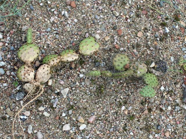 Photo of Eastern Prickly Pear (Opuntia humifusa) uploaded by RuuddeBlock