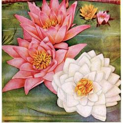 
Date: c. 1936
illustration [with Waterlily 'Gonnere' at right] from Robert Waym