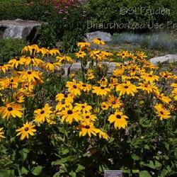 Location: Matthaei Botanical Gardens, Ann Arbor, Michigan
Date: 2014-07-06
