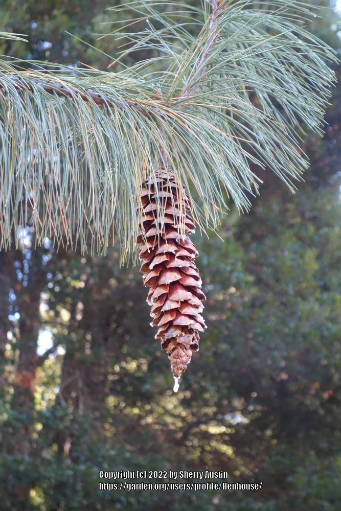Photo of Himalayan Pine (Pinus wallichiana 'Zebrina') uploaded by Henhouse