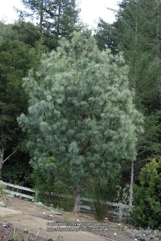 Photo of Himalayan Pine (Pinus wallichiana 'Zebrina') uploaded by Henhouse