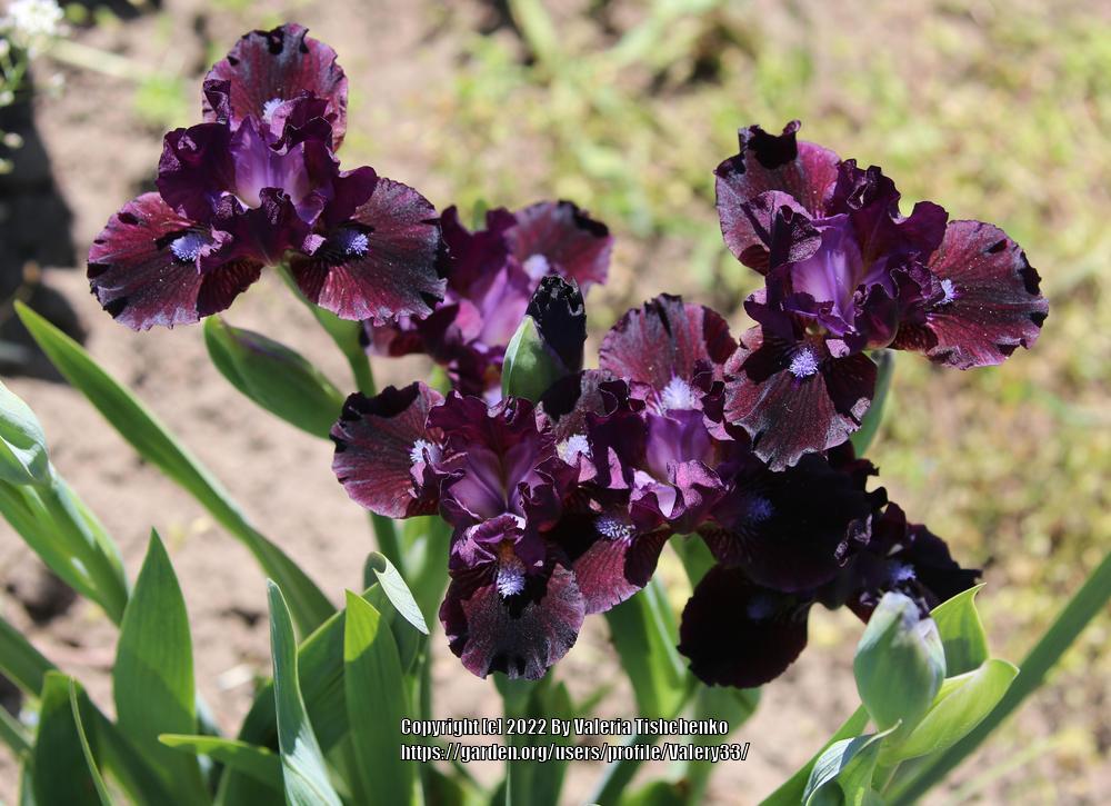 Photo of Miniature Dwarf Bearded Iris (Iris 'Black Olive') uploaded by Valery33