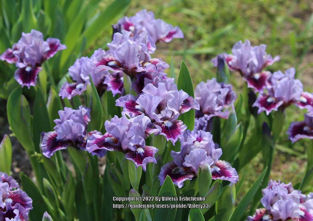 Photo of Standard Dwarf Bearded Iris (Iris 'Bow Tie') uploaded by Valery33