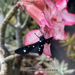 Location: My garden in Tampa, Florida
Date: 2022-12-16
Desert rose bloom and the Oleander moth.