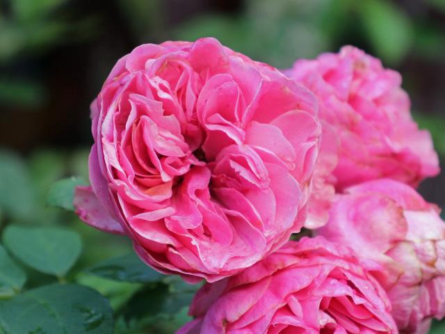 Photo of Rose (Rosa 'Leonardo da Vinci') uploaded by RuuddeBlock