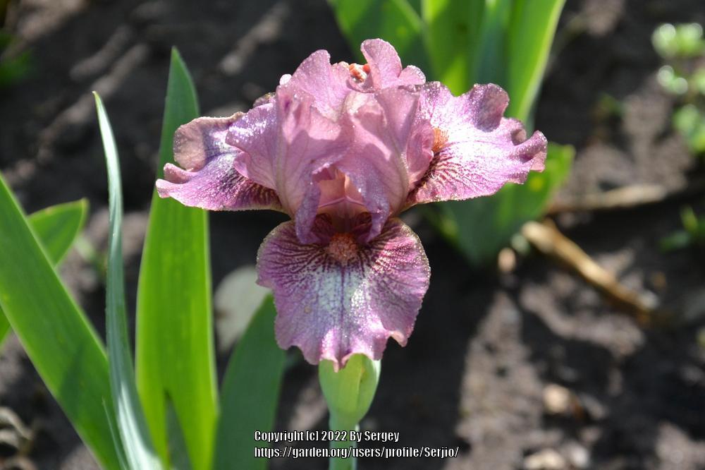 Photo of Standard Dwarf Bearded Iris (Iris 'Raspberry Ice') uploaded by Serjio