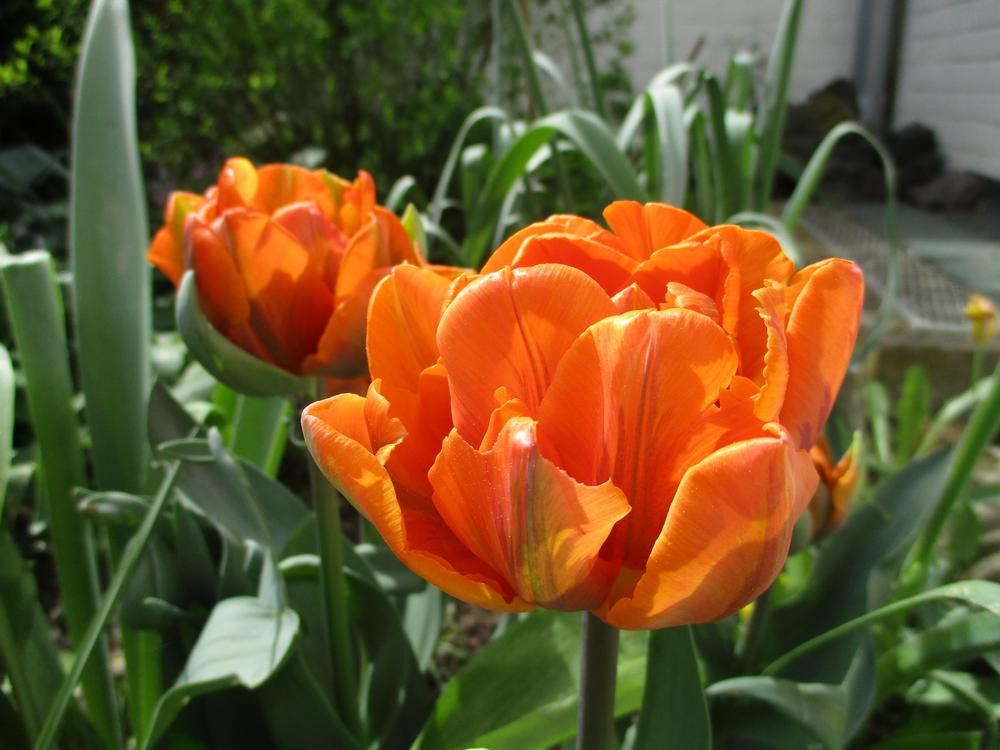 Photo of Peony-flowered Tulip (Tulipa 'Orange Princess') uploaded by Versicolor