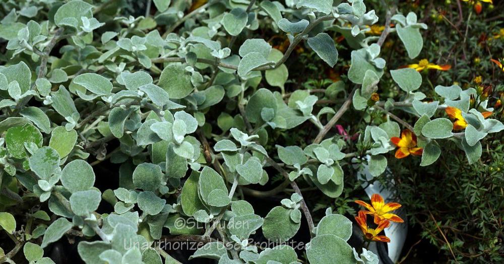 Photo of Licorice Plant (Helichrysum petiolare) uploaded by DaylilySLP