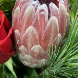 Location: Tampa, Florida
Date: 2022-12-17
Protea bud as part of a centerpiece spotted  at local store.