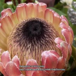 Location: Tampa, Florida
Date: 2022-12-17
Protea bloom is so beautiful!