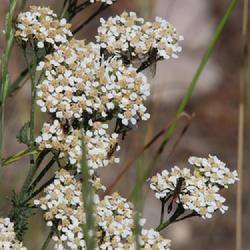 Location: Brink of the Upper Falls, Yellowstone National Park
Date: 2022-08-23
Common Yarrow covered with pollinators in late August