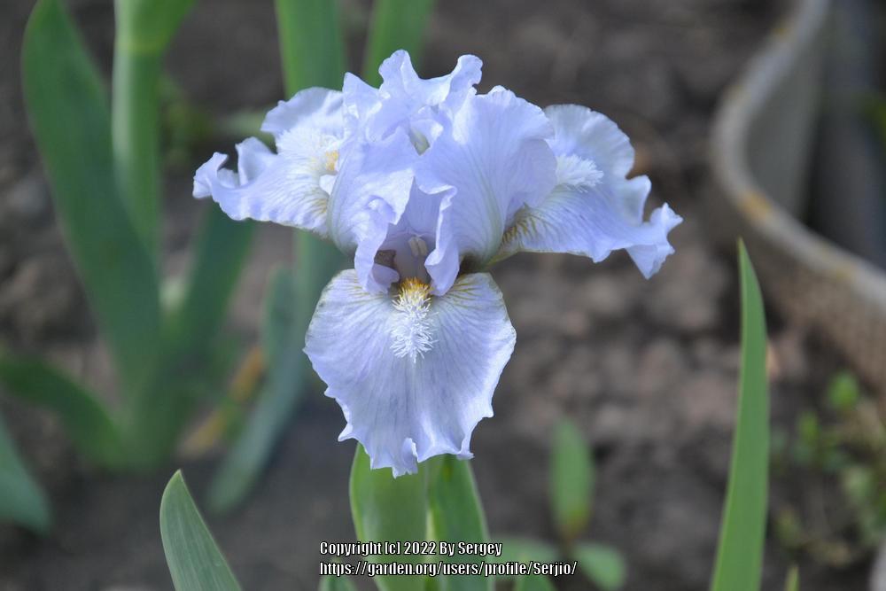 Photo of Standard Dwarf Bearded Iris (Iris 'Ocean Pearl') uploaded by Serjio