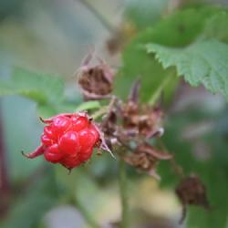 Location: Base of Moose Falls, Yellowstone National Park
Date: 2022-08-24
wild red raspberries are small compared to cultivated varieties, 