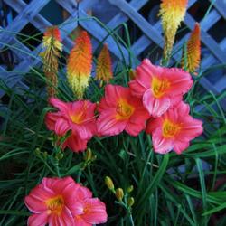 Location: My garden 
Date: 2022-06-29
Mexican Maiden 5PM 94 degrees with Kniphofia 'Backdraft'