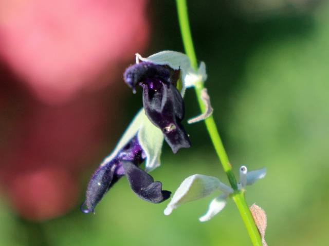 Photo of Andean Silver-Leaf Sage (Salvia discolor) uploaded by RuuddeBlock