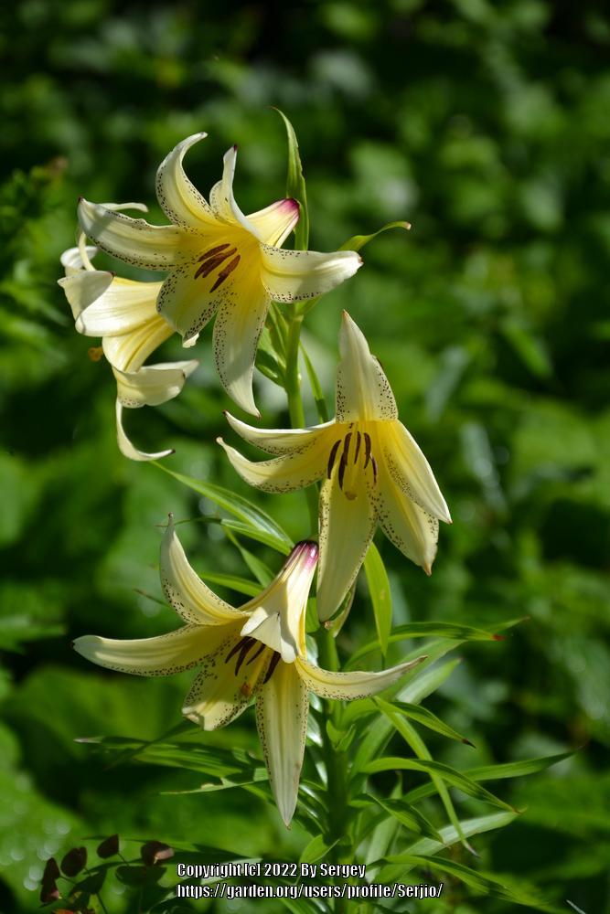 Photo of Lily (Lilium kesselringianum) uploaded by Serjio
