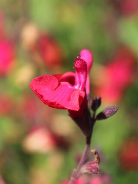 Photo of Autumn Sage (Salvia greggii 'Furman's Red') uploaded by RuuddeBlock