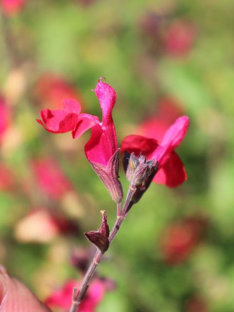 Photo of Autumn Sage (Salvia greggii 'Furman's Red') uploaded by RuuddeBlock